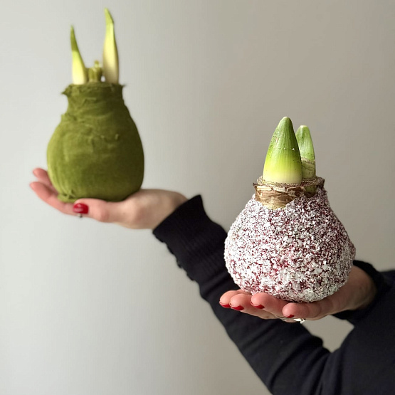 Амариллис в воске