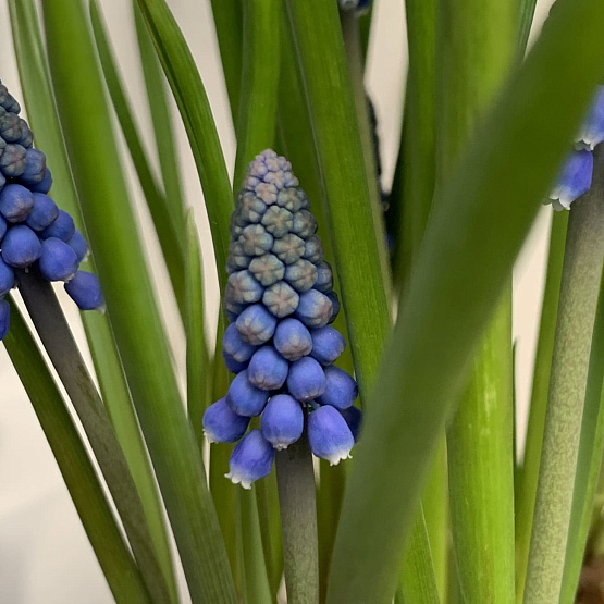 Дневной рассвет