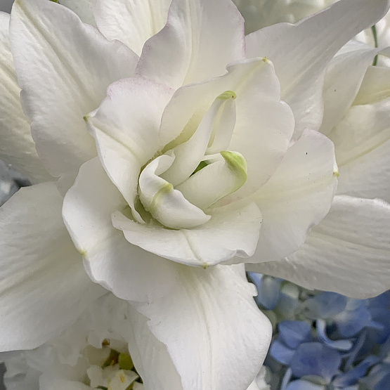 Облачный танцор 