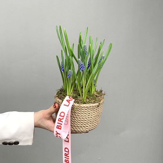 мускари в корзине