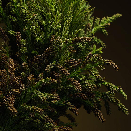 Сет №4 «Тайны леса»