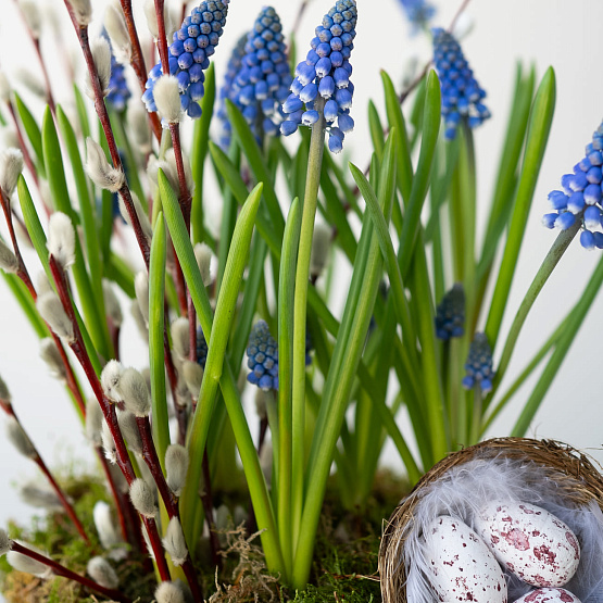 Мускари в корзинке