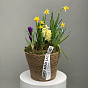 Кашпо с первоцветами М