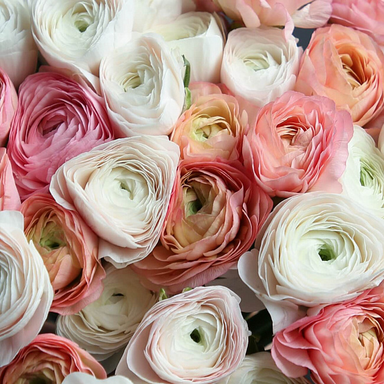 Монобукет «Микс ранункулюсов»