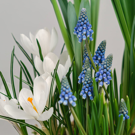 Первоцветы в корзине №2