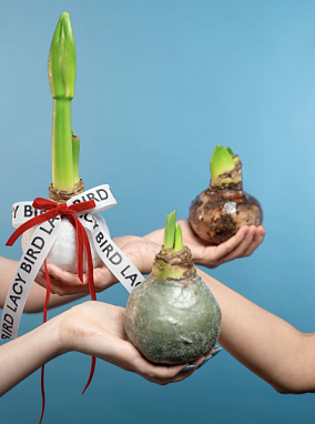 Луковица амариллиса в воске