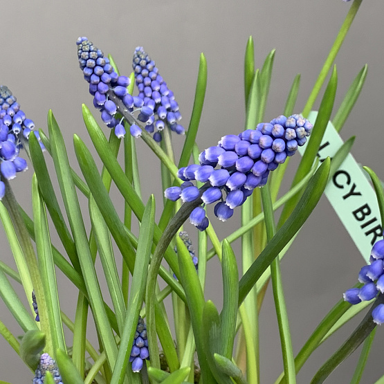 Весенний мотив 