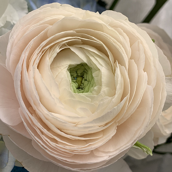 Облачный танцор 