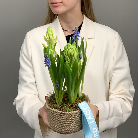 весенние эфемероиы