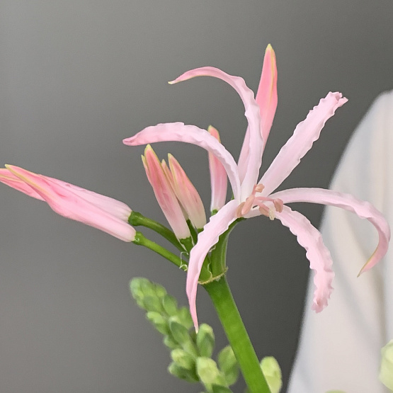 Композиция в вазе Аромат пудры 