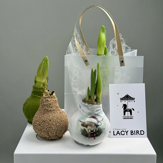 Амариллис в воске