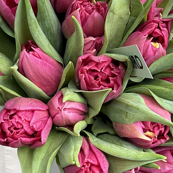 Малиновый сон