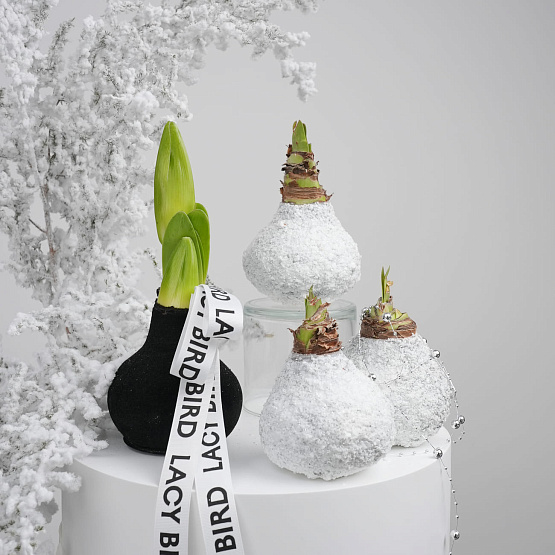 Амариллис в воске (1 шт.)