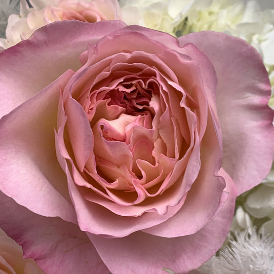 Вдохновляющая мечта