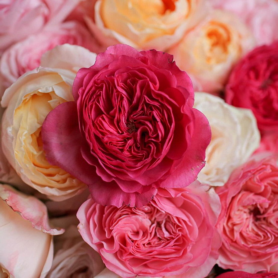 101 Garden Roses Mix