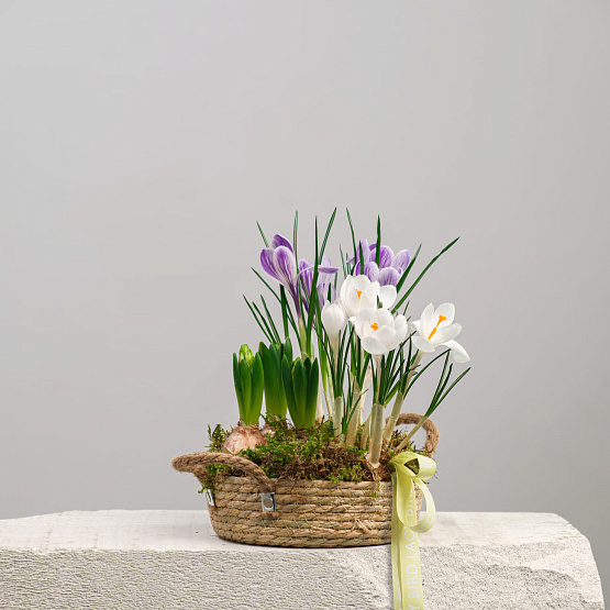 Первоцветы в корзине № 3