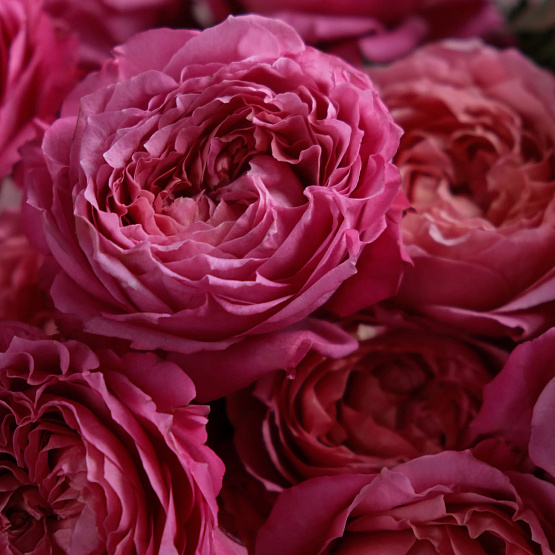 Монобукет из кустовых роз