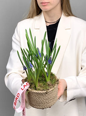 мускари в корзине