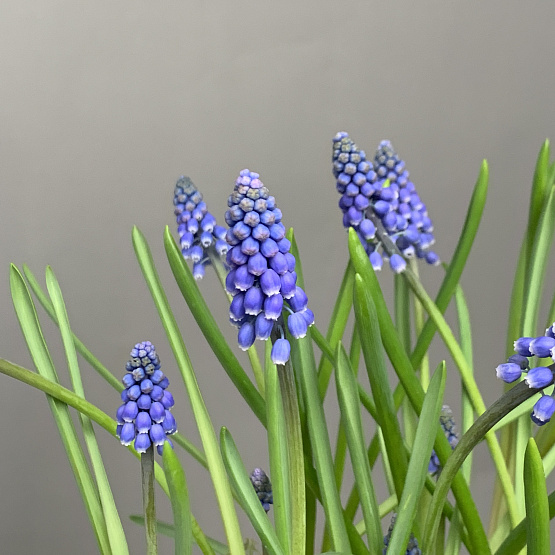 Весенний мотив 