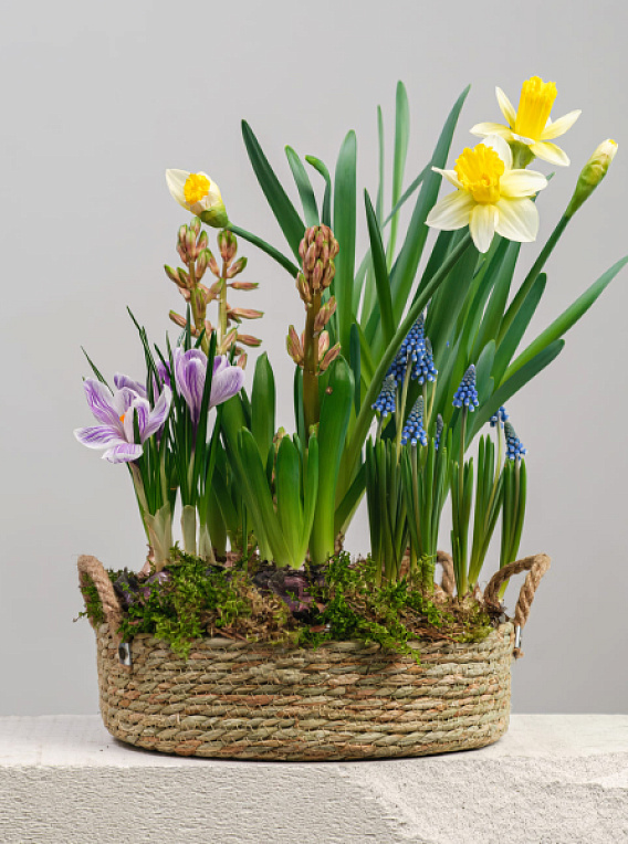 Первоцветы в корзине №1