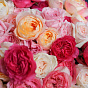 101 Garden Roses Mix