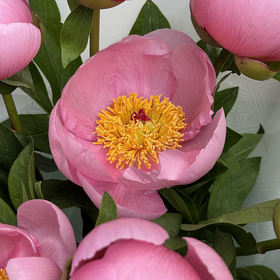 Розовый вечер 