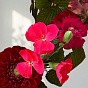 Садовые сливы