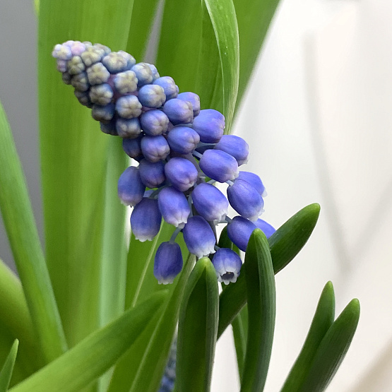 весенняя пора