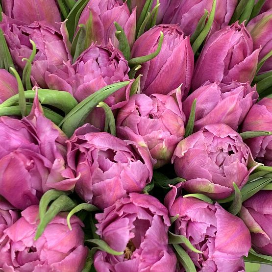 сиреневые тюльпаны