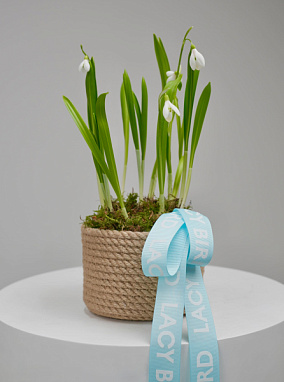 Подснежники в корзинке