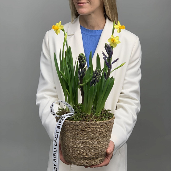 Кашпо с первоцветами S