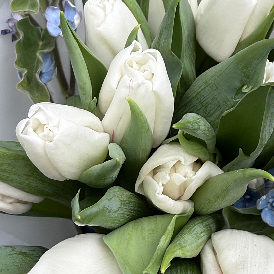 Весенняя нежность 