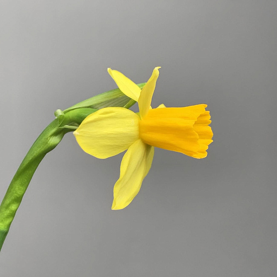 Кашпо с первоцветами М