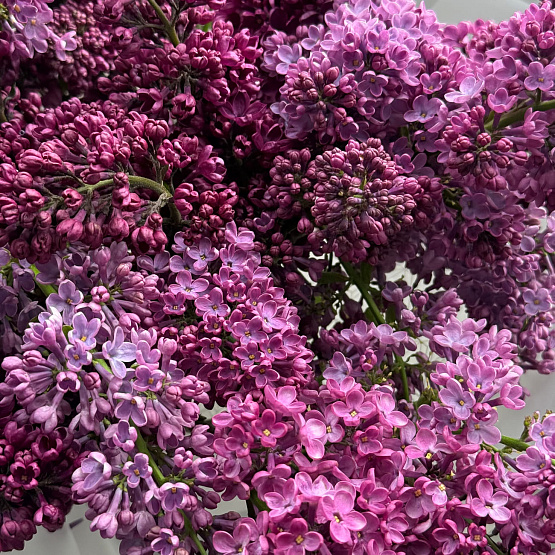Монобукет из сирени