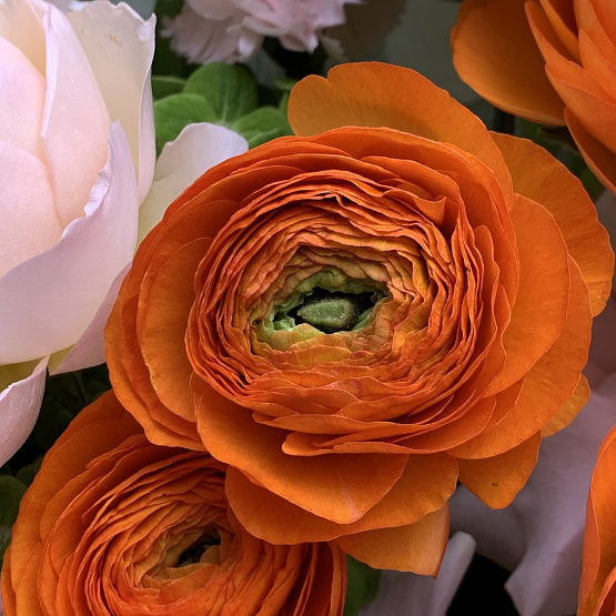 Свежая нота 