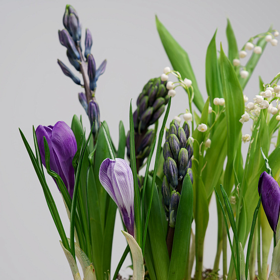 Первоцветы №7