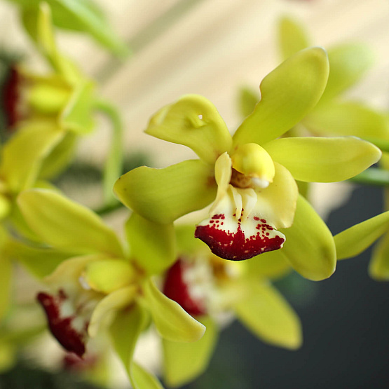 Букет «Зимние тропики»