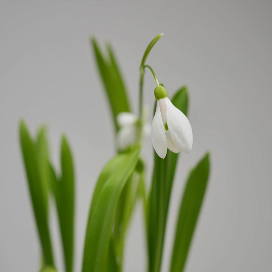 Подснежники в корзинке