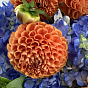 Лазурный огонь
