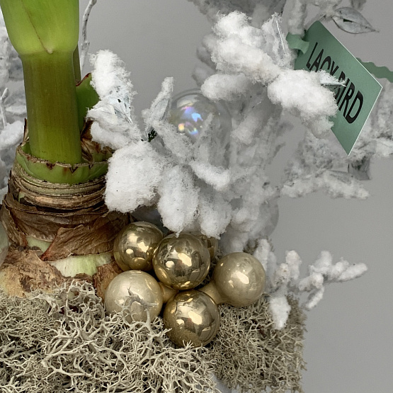 Луковка в снегу 