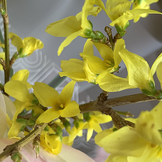 Лучистое цветение