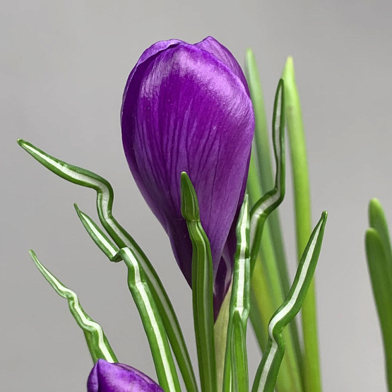 Кашпо с первоцветами М