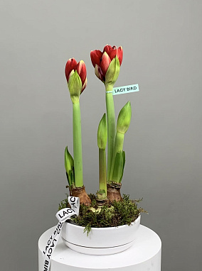 Яркое сердце