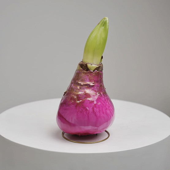 Луковица амариллиса в воске