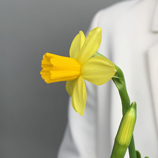 Кашпо с первоцветами S