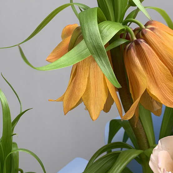 Лазурные тропики