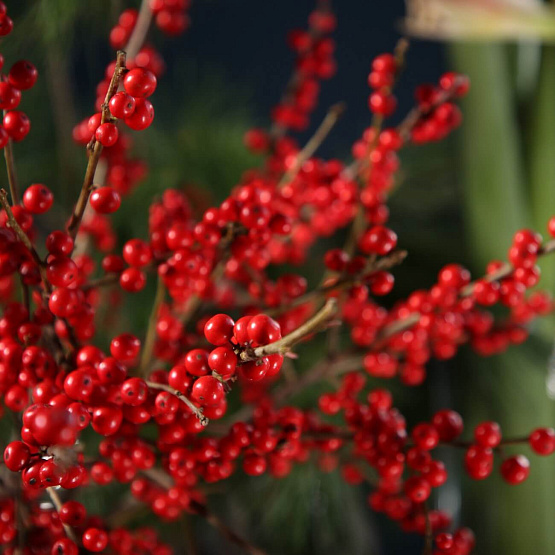 Сет «Рождественское чудо»