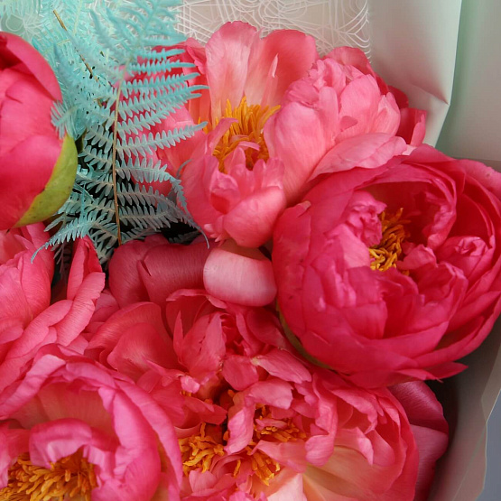 Пионы Coral Charm