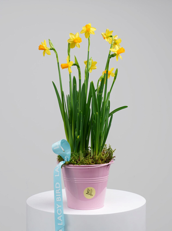 Первоцветы №1