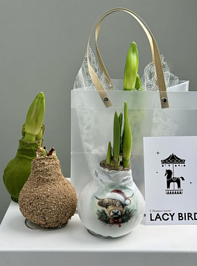 Амариллис в воске